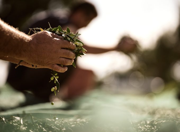 Make your own Olive Oil
